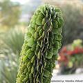 Alluaudia ascendens